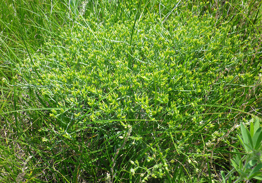  Бессера, гоніолімон Бессера (Goniolimon besserianum)